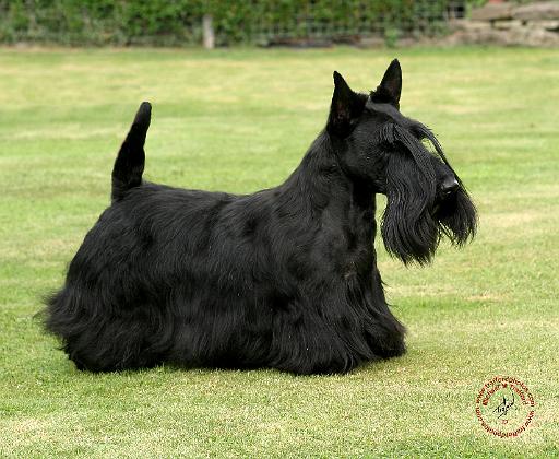 Scottish Terrier 9Y041D-035.jpg